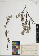 Foto von Salix lapponum L.